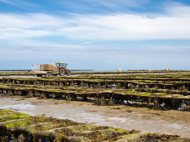 Walk the Jersey oyster beds