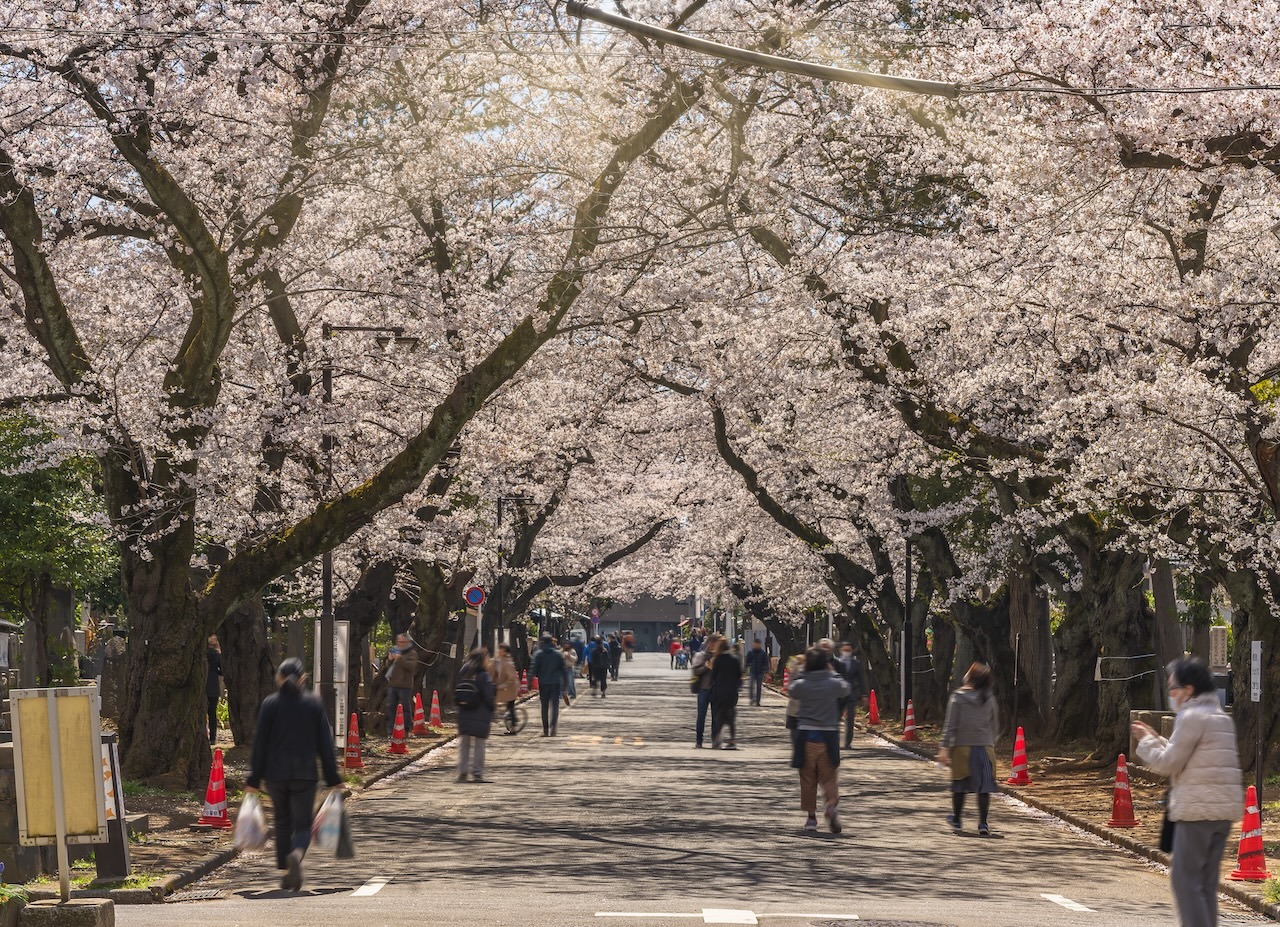 Here are 9 less crowded places in Tokyo for cherry blossoms