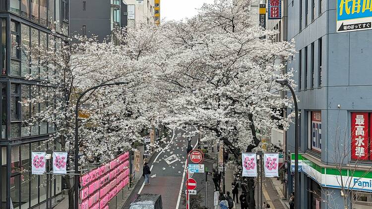 Sakuragaoka, Shibuya cherry blossoms on April 3 2024