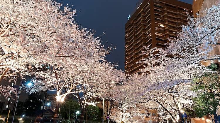 Ark Hills Sakura Festival