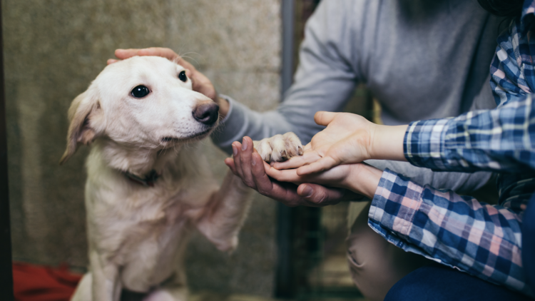 Dog in shelter