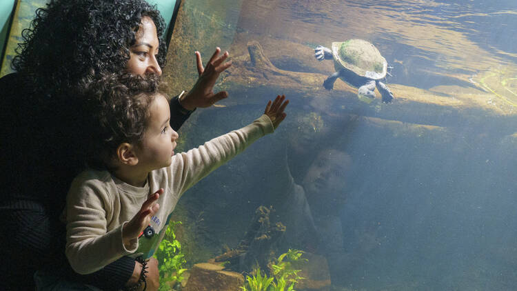 Catch up on the Secret Life of Reptiles and Amphibians at ZSL