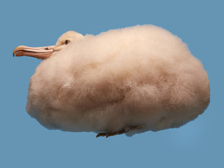 Find out about the brilliantly bizarre world of birds at the Natural History Museum’s new exhibition