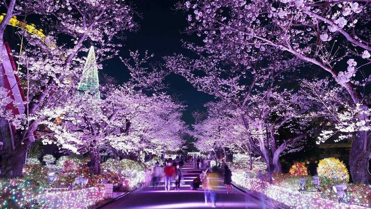 東京、夜桜イルミネーション2024