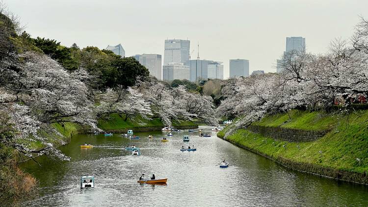 Chidorigafuchi Moat, Chiyoda