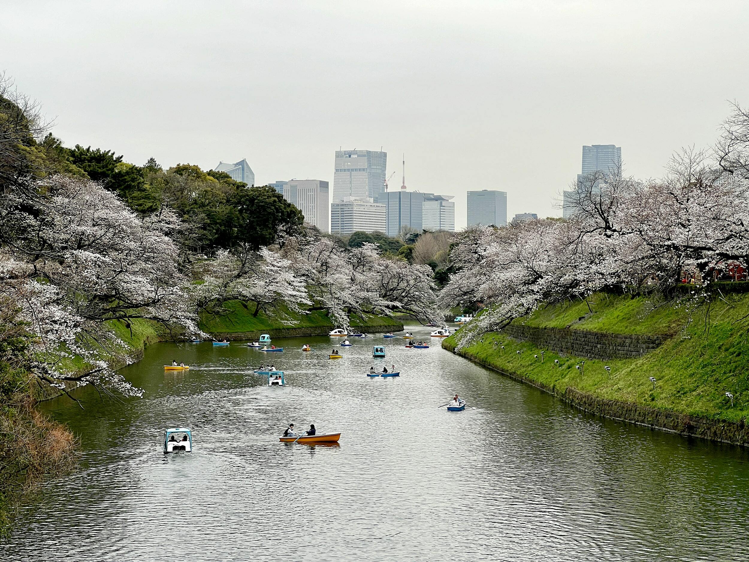 Chidorigafuchi Moat cherry blossoms on April 4 2024