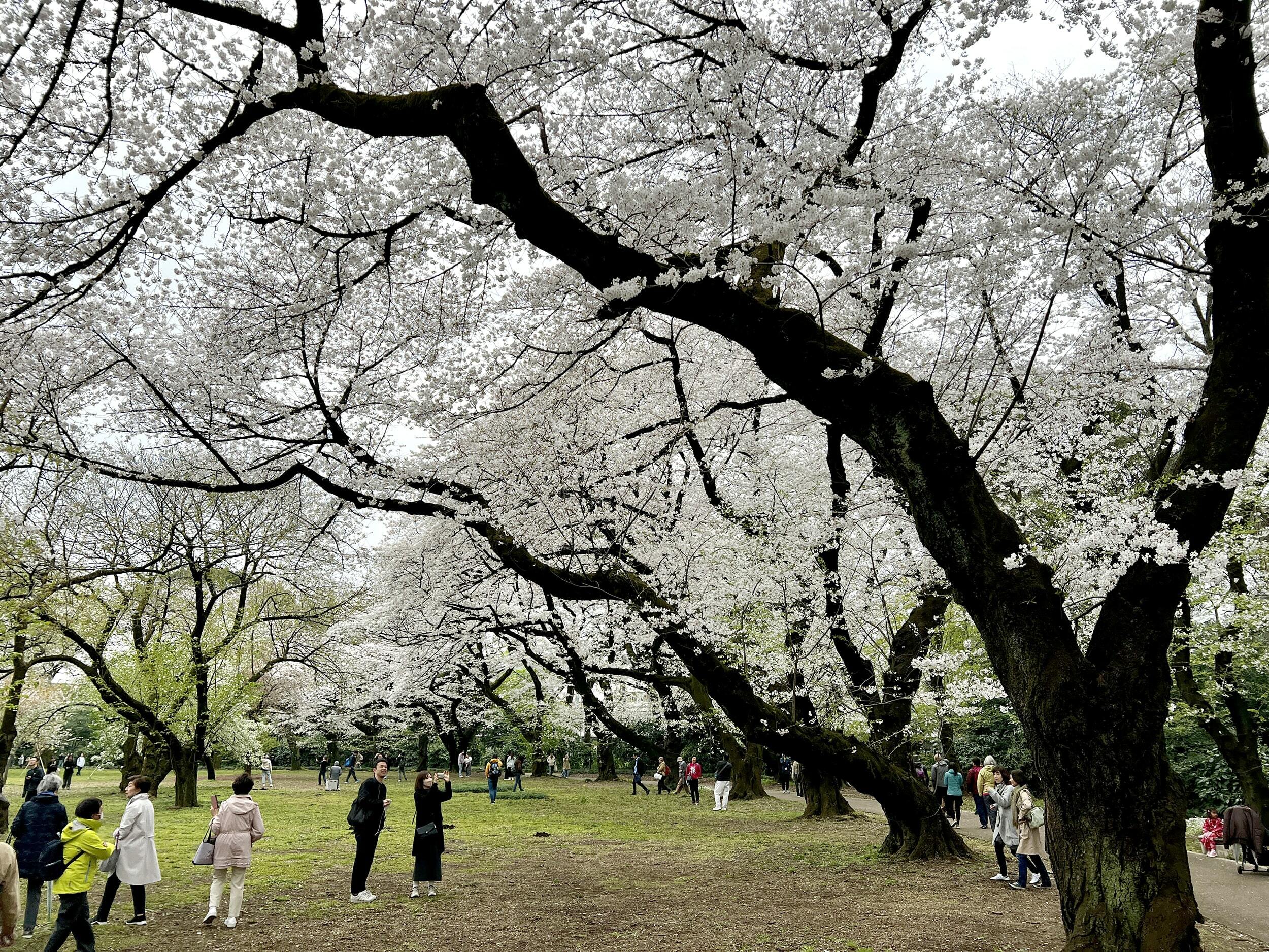 Shinjuku Gyoen cherry blossoms on April 5 2024