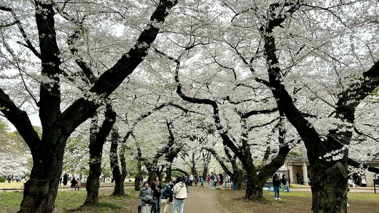 Shinjuku Gyoen cherry blossoms as on April 5 2024 