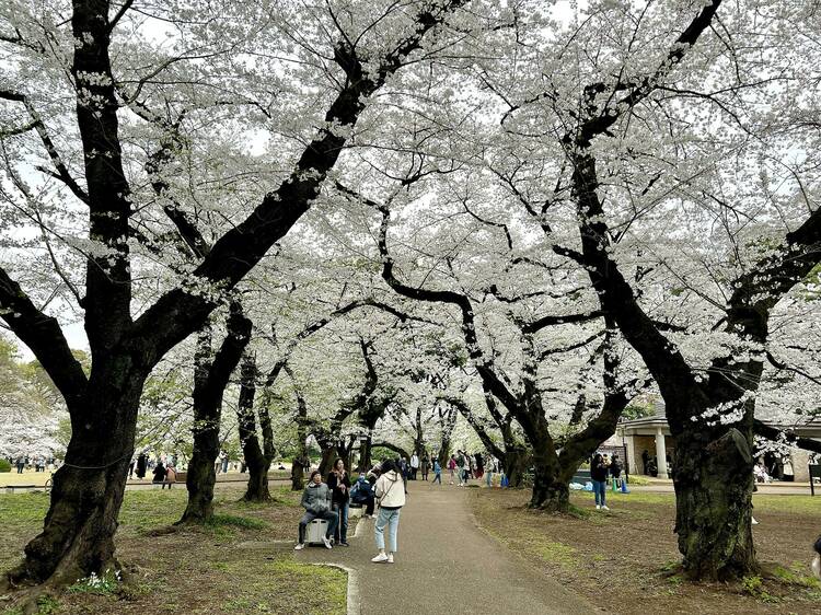 Tokyo's cherry blossoms have now reached full bloom