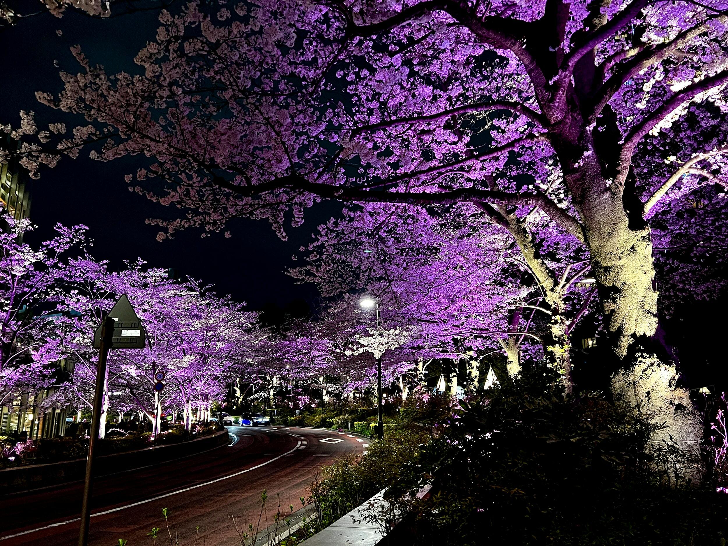 Tokyo Midtown Roppongi cherry blossoms as seen on April 4