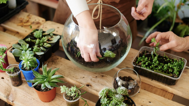 Terrarium Workshop