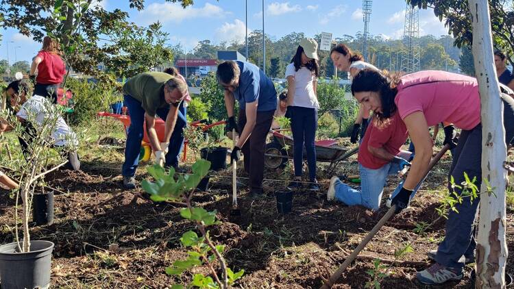 Urbem: a floresta Miyawaki trocada por miúdos