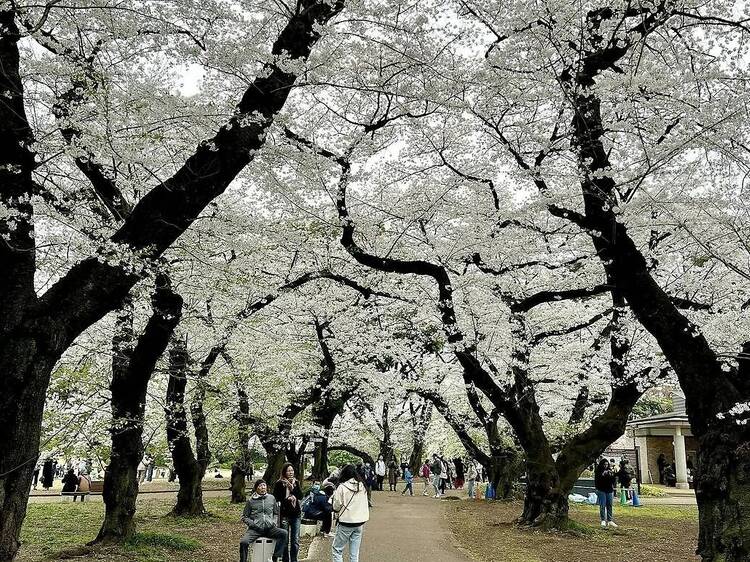 東京の桜が各地で満開、千鳥ヶ淵や新宿御苑など名所をレポート