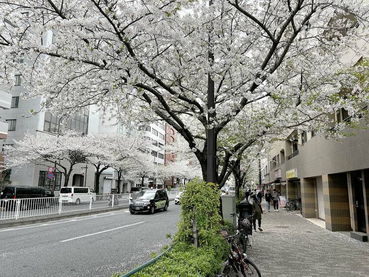 The street of Meiji-dori road in Hiroo, Shibuya