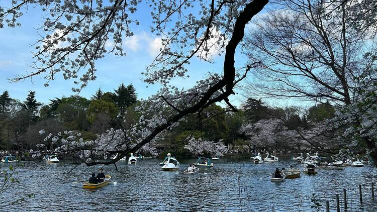 Inokashira Park, Musashino