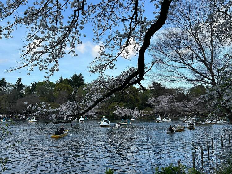 Inokashira Park, Musashino