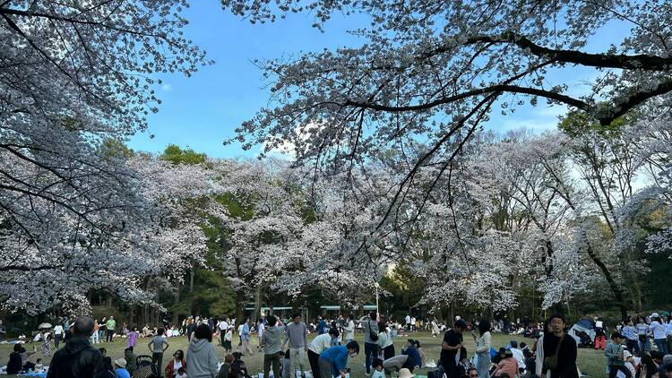 Komaba Park, Meguro