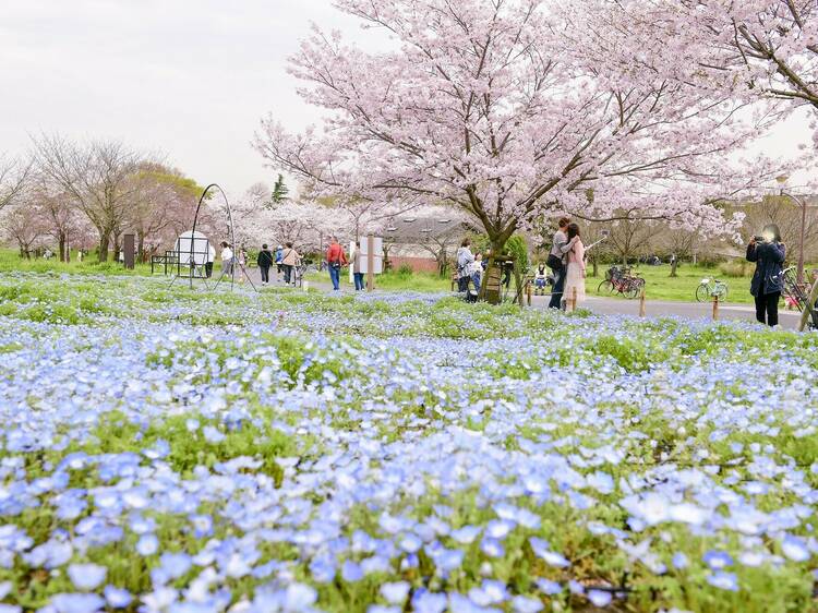 舎人公園でネモフィラが幻想的にきらめく「花と光のムーブメント」が開催