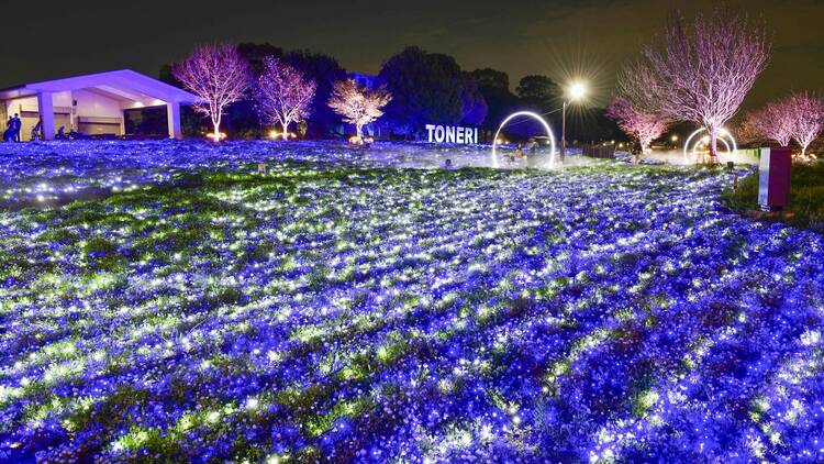 花と光のムーブメント 舎人公園×ネモフィラ