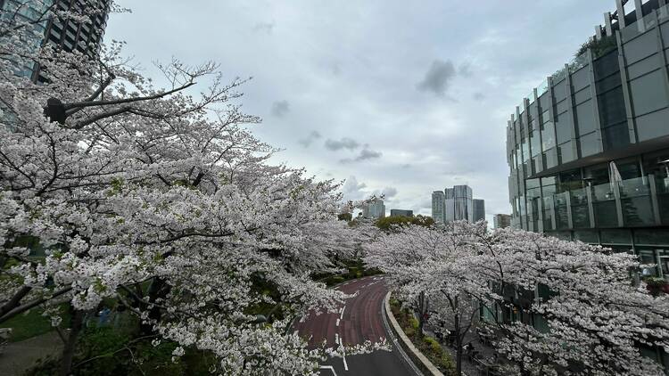 Midtown Garden (Tokyo Midtown), Roppongi