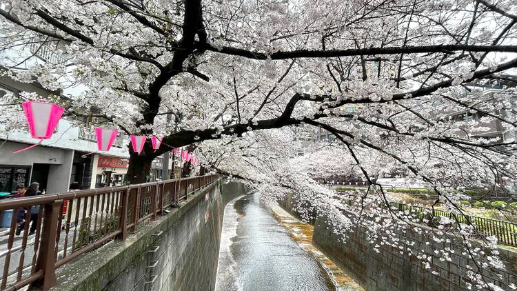 Meguro River cherry blossoms as of April 8 2024