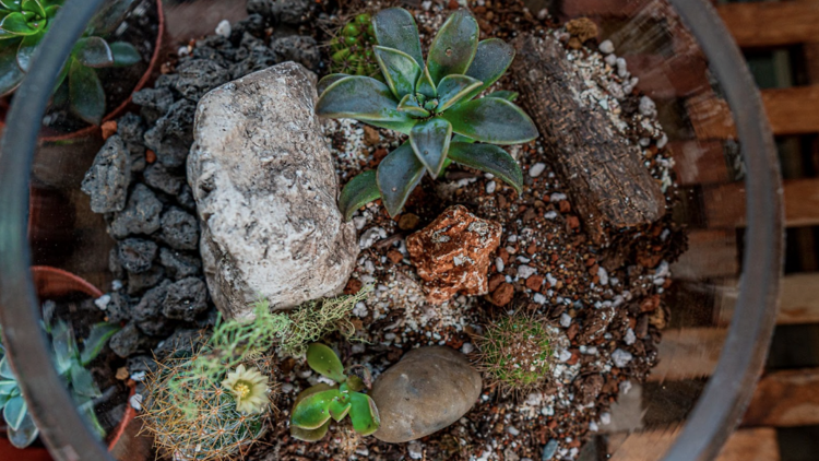 Terrarium Making Workshop