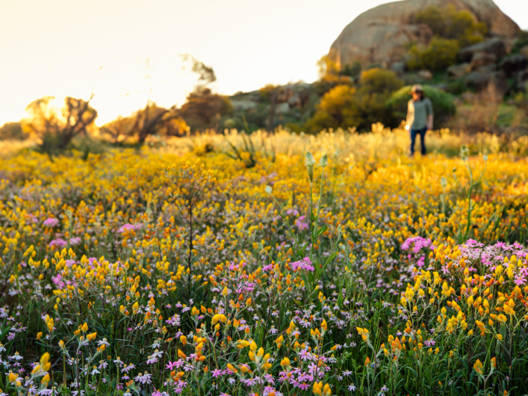 The 8 best places to see wildflowers in Australia