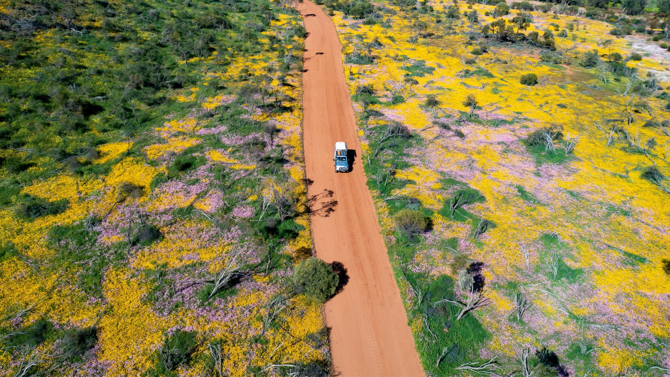 Wildflowers, Coalseam Conservation Park