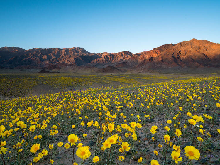 Where to see wildflowers near L.A.