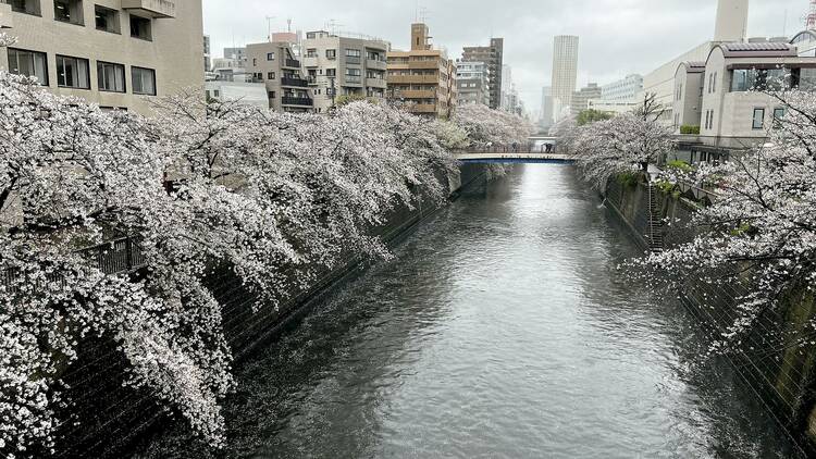 Meguro River, near Meguro Station