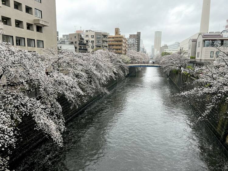 Meguro River, near Meguro Station