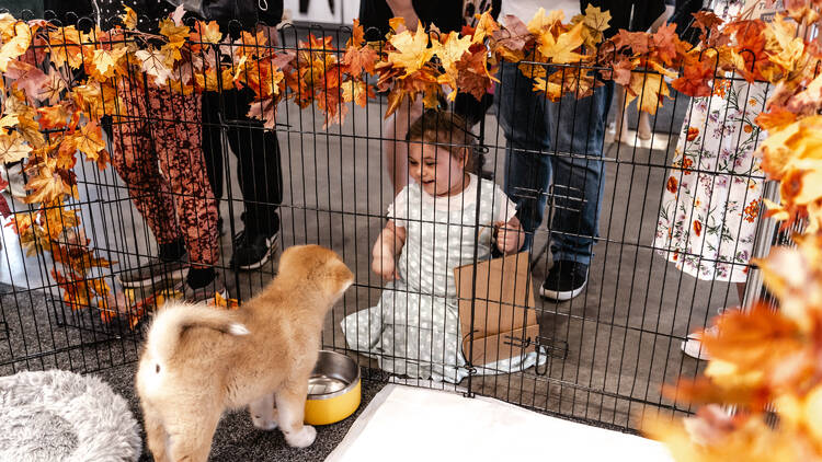 A child looking at a puppy from behind a fence. 