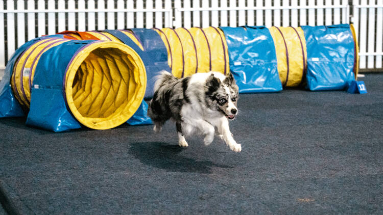 A dog running through an agility obstacle course. 