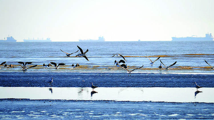 Playa Palo Blanco