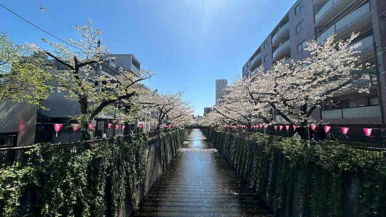 Meguro River, near Nakameguro Station