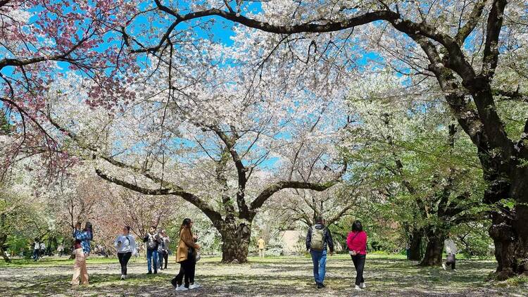 Shinjuku Gyoen cherry blossoms on April 10 2024
