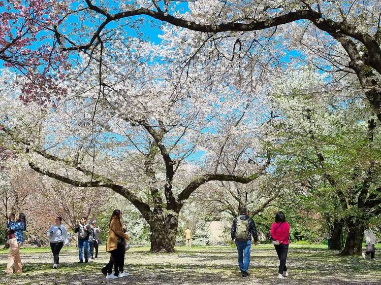 Tokyo cherry blossom progress report 2024