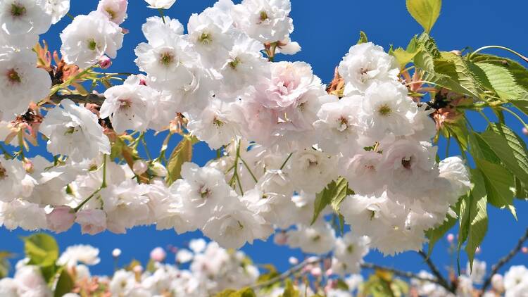Yaezakura cherry blossoms