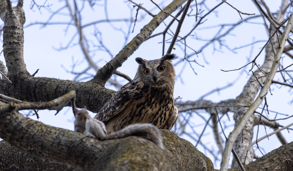 Flaco the owl is the subject of this new exhibit at The New York Historical