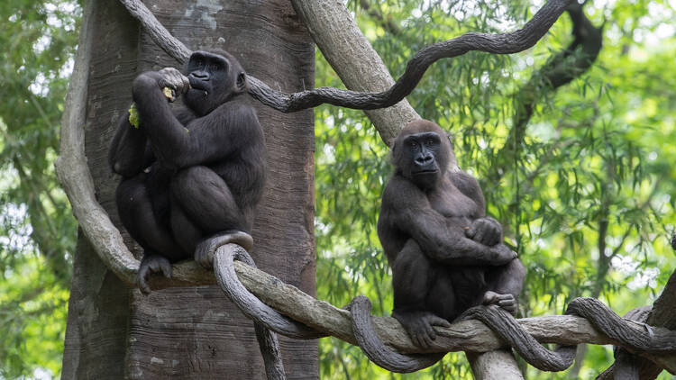 Western Lowland Gorillas