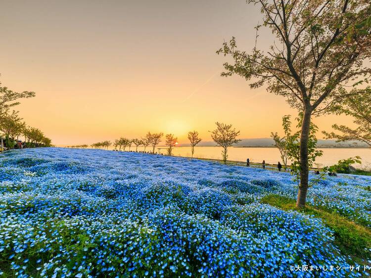 See a million nemophila flowers blooming at Osaka Maishima Seaside Park this spring