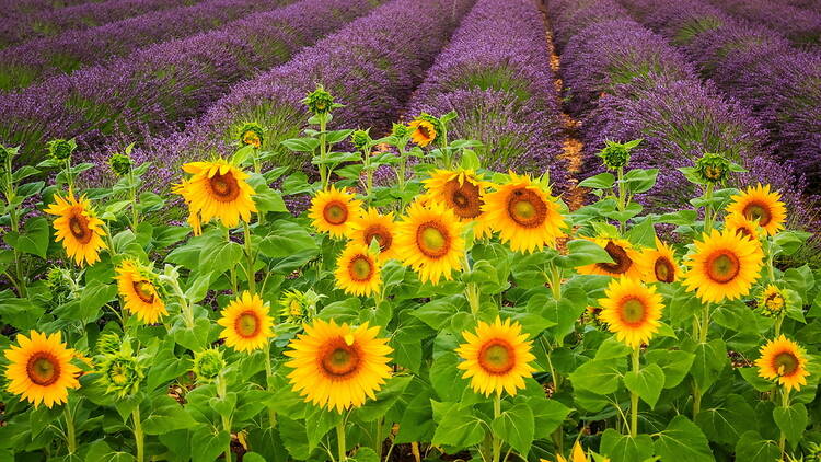 Sunflowers with lavender in the background