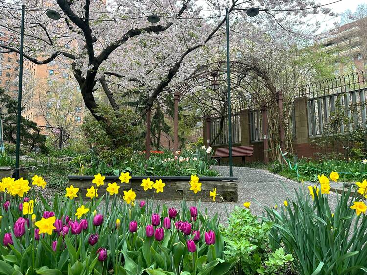 West Side Community Garden's Tulip Festival