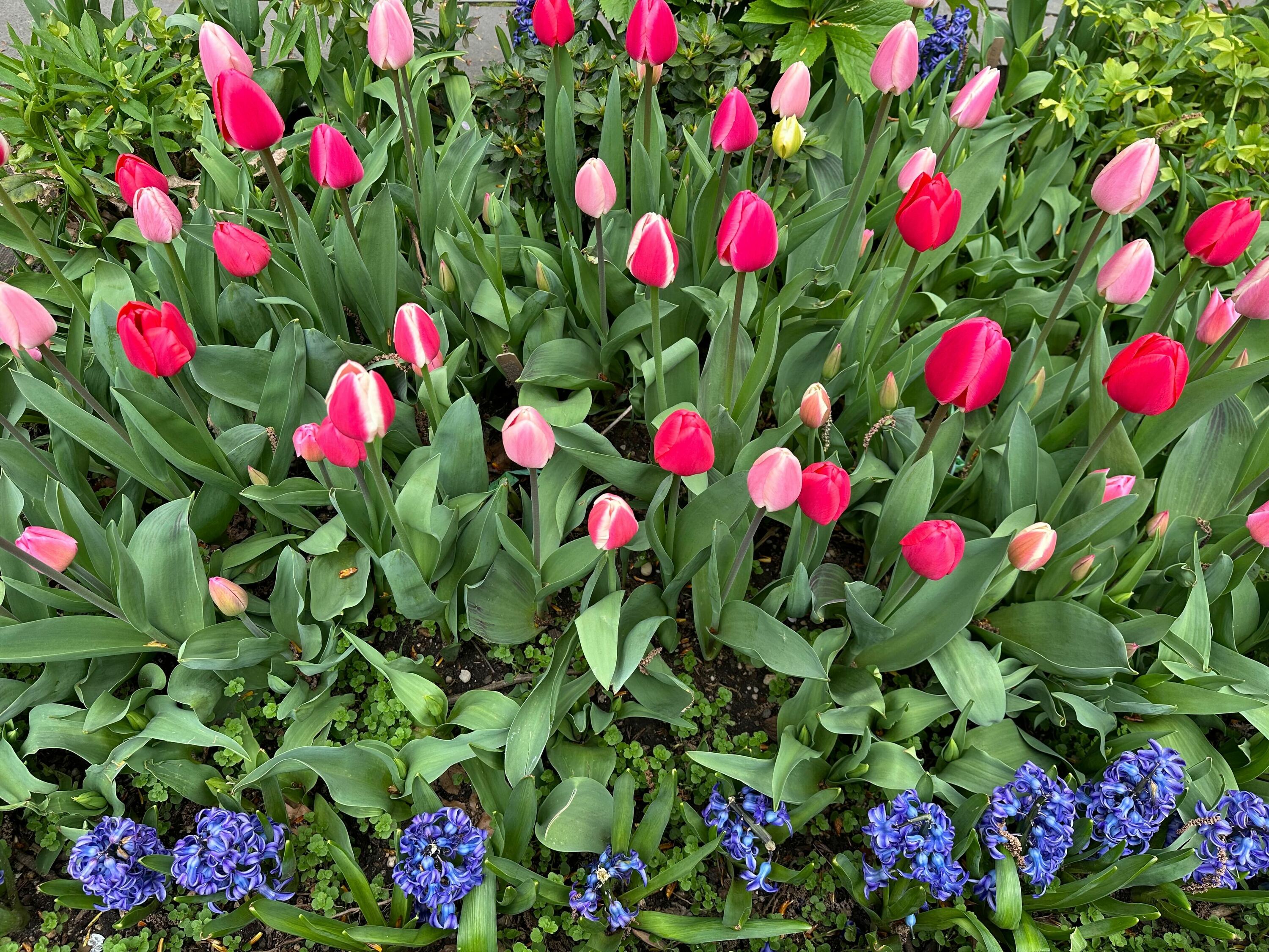 Tulips at West Side Community Garden.