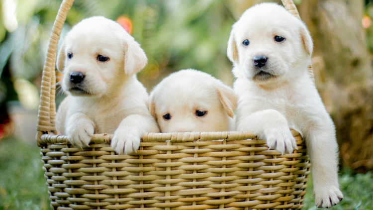 puppies in a basket