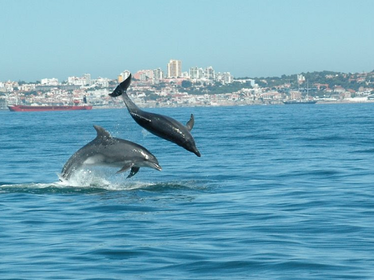 Dolphin Explorers