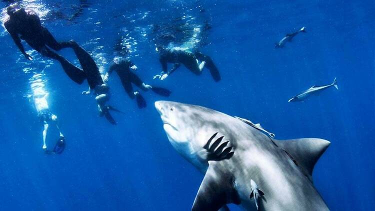 Dive with sharks | Jupiter, FL