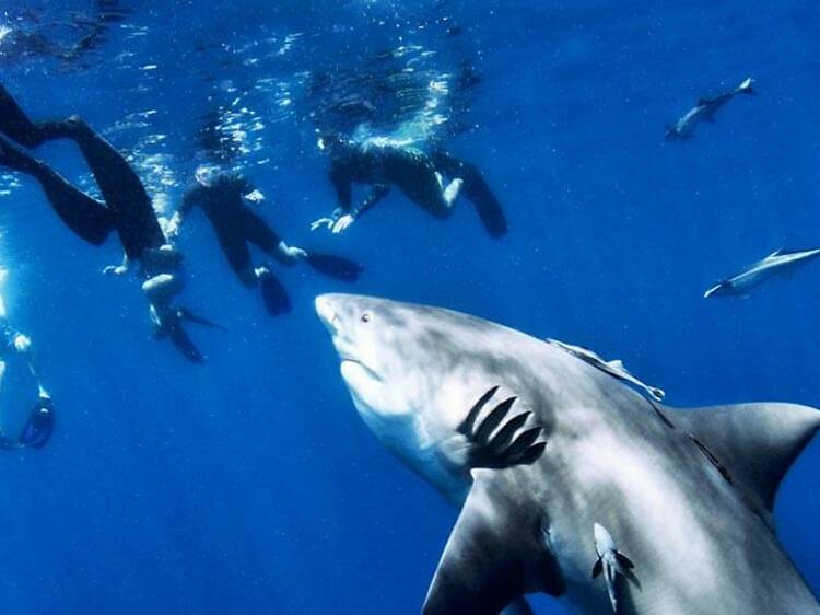 Dive with sharks | Jupiter, FL
