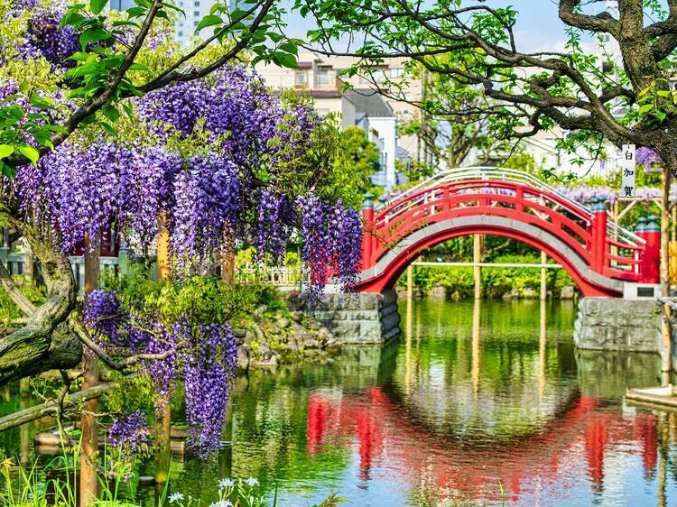 5 best places to see wisteria in and around Tokyo