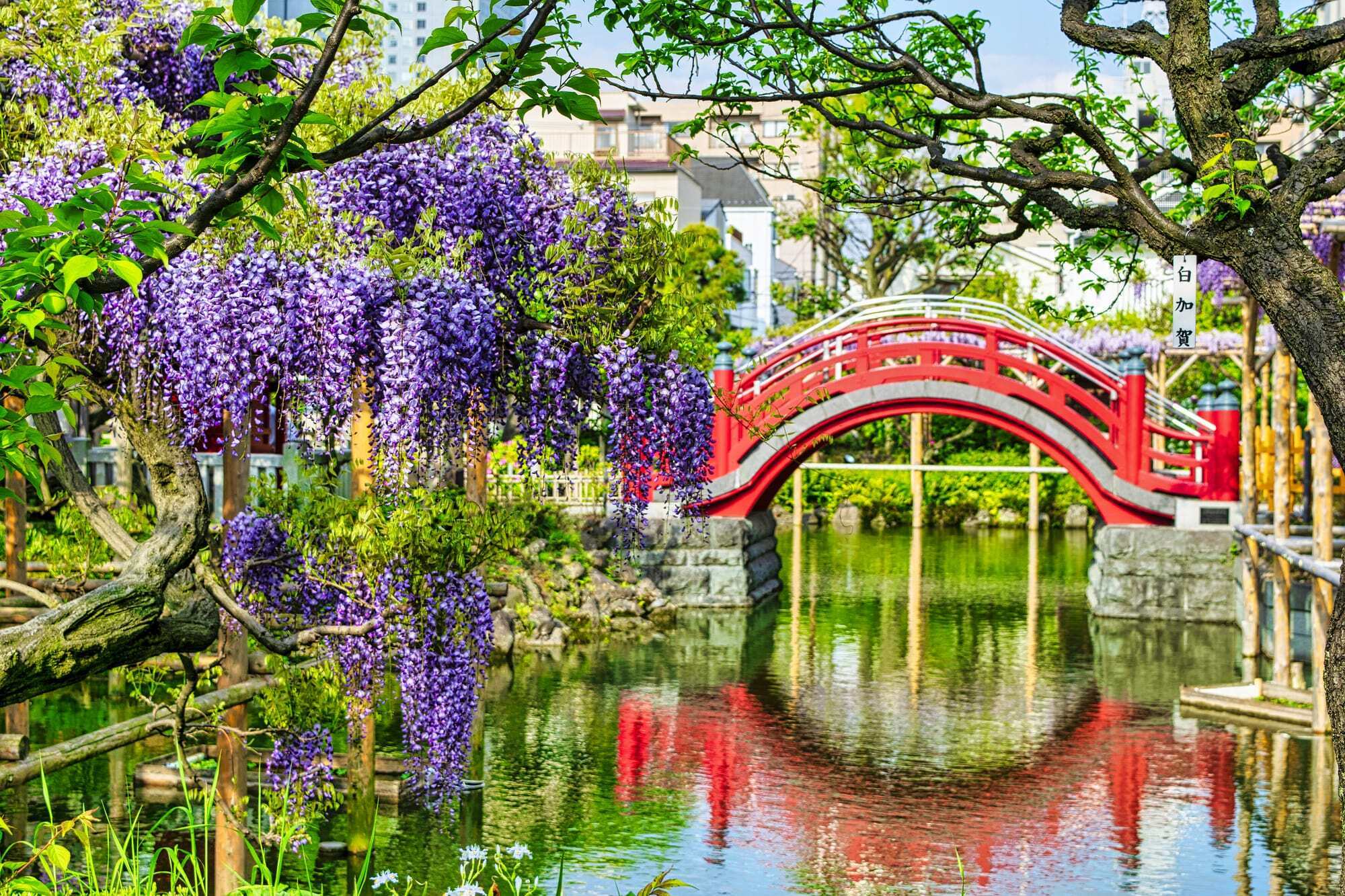 5 best places to see wisteria in and around Tokyo